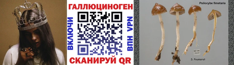 Галлюциногенные грибы Psilocybine cubensis  Пушкино 